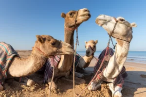 Фуджейра: горячие туры в очаровательный мир ОАЭ